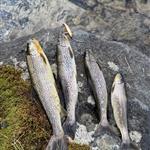 Ærlighet og respekt 75