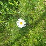 Merete